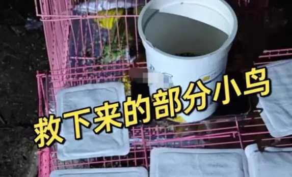 成都上千只宠物鹦鹉被野外放生,农业部门:不允许! 成都上千只宠物鹦鹉被野外放生,农业部门:不允许!