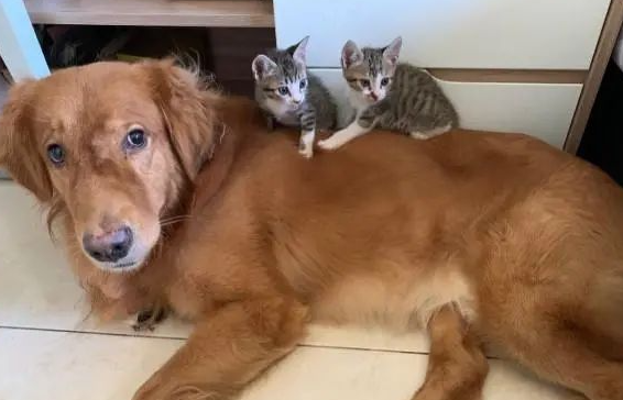 母猫将小奶猫叼给黄金猎犬照顾,网笑:托儿所的概念? 母猫将小奶猫叼给黄金猎犬照顾,网笑:托儿所的概念?