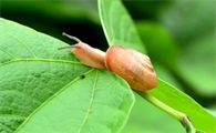 蜗牛一生换几次壳