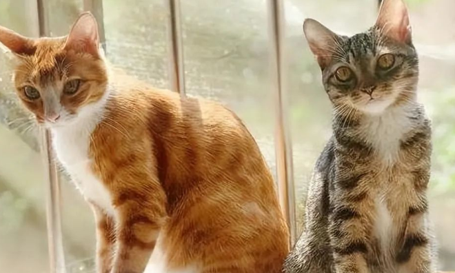 猫界3大“臭猫”和3大“香猫”,你养了哪种? 猫界3大“臭猫”和3大“香猫”,你养了哪种?