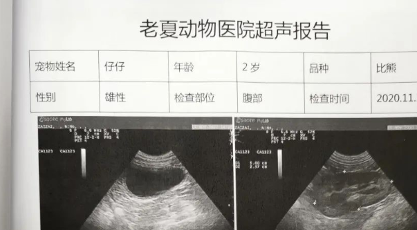 车狗相撞,狗胜,狗主人倒赔4800元,为什么 车狗相撞,狗胜,狗主人倒赔4800元,为什么