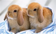 哪个品种的兔子最好养