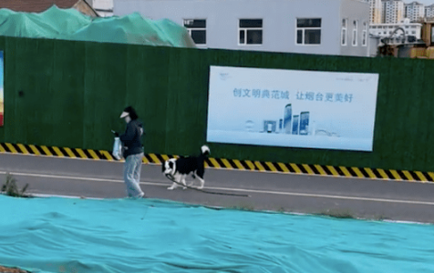 牵引绳掉地上了主人没发觉，边牧叼着追上却被无视，狗：都盲啊！