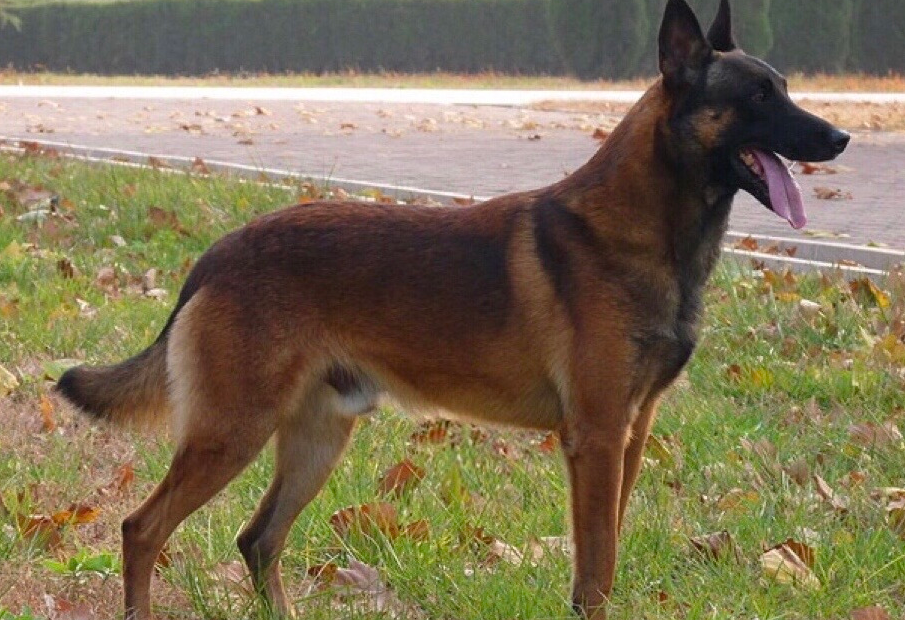 如何训练马里努阿犬 如何训练马里努阿犬