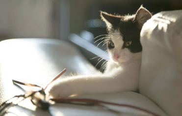 听说猫咪在装傻？猫咪是聪明的生物吗