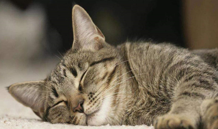 美短吃什么牌子猫粮好 美短吃什么牌子猫粮好