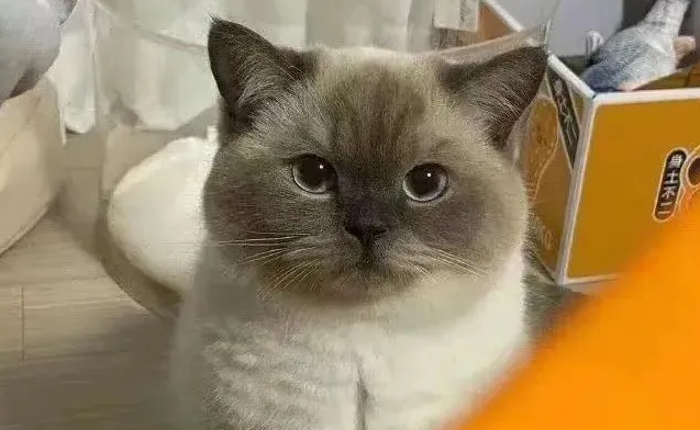 这么大表情包怎么保存