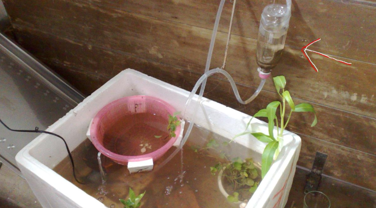 自来水养鱼最佳方法