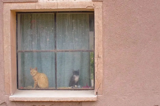 养猫以后,人的变化你想象不到 养猫以后,人的变化你想象不到