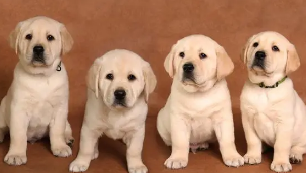 拉布拉多幼犬怎么喂养 拉布拉多幼犬怎么喂养