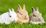 兔子寿命能活多久