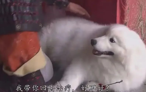 被TVB电视剧里面的哮天犬可爱晕了,这样的哮天犬能降妖除魔吗? 被TVB电视剧里面的哮天犬可爱晕了,这样的哮天犬能降妖除魔吗?