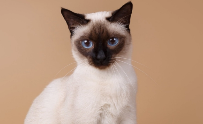 蓝眼睛的猫是什么猫 蓝眼睛的猫是什么猫