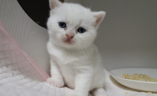 白色英短猫好养吗 白色英短猫好养吗