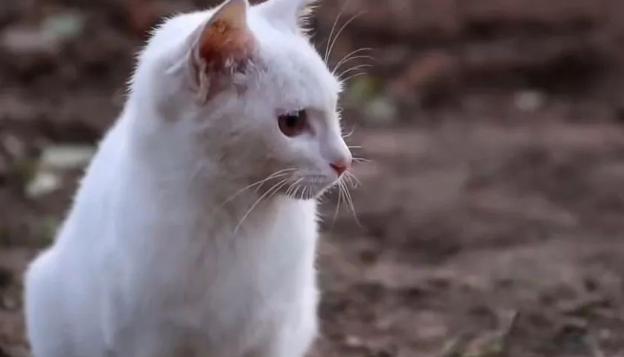 猫妈妈给孩子找了一户人家之后就离开了，但是这户人家并不想收留小奶猫
