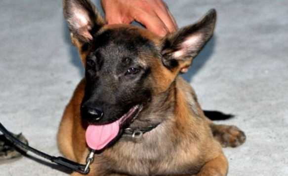 马犬怎么挑选幼犬 马犬怎么挑选幼犬