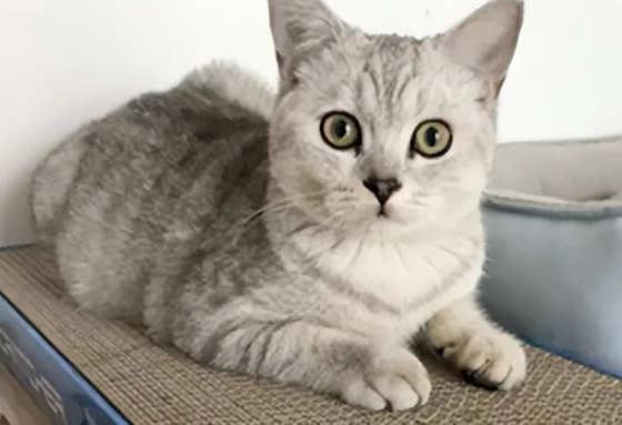 猫咪一生的“6大”愿望，要是都满足了，它会对你死心塌地