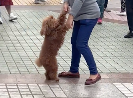 大妈拽着狗的爪子在广场跳舞,又是转圈又是探戈步的,把狗整懵了 大妈拽着狗的爪子在广场跳舞,又是转圈又是探戈步的,把狗整懵了