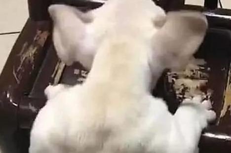 铲屎官给小奶狗每日喂蛋白粉,两个月后变身“猛犬”网友:惹不起 铲屎官给小奶狗每日喂蛋白粉,两个月后变身“猛犬”网友:惹不起