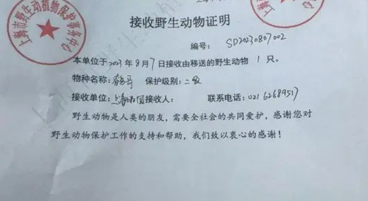 国家二级保护动物鹩哥受伤坠落，警民暖心救助