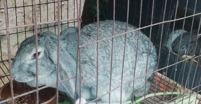 青紫蓝兔怎么挑选 被毛蓝灰色是特点