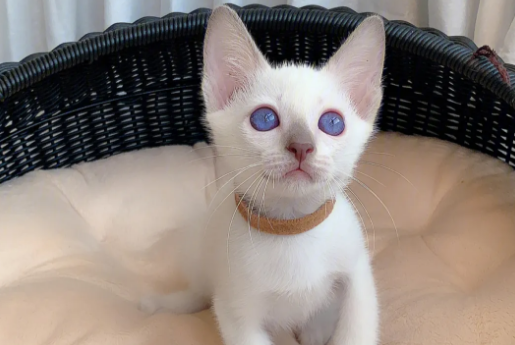 紫色眼睛的猫的图片