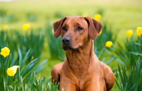 罗得西亚脊背犬：非洲的勇士