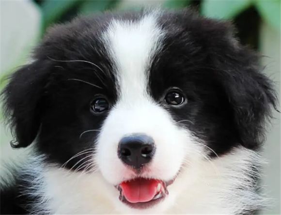 边牧幼犬耳朵是怎样的?