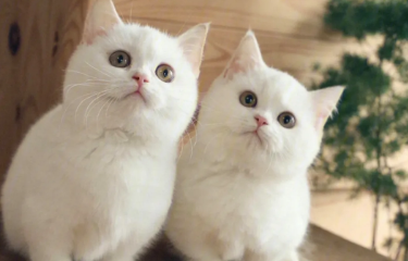 真菌喷雾被猫舔了会怎么样 真菌喷雾被猫舔了会怎么样