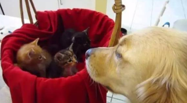 失亲猫遇见黄金猎犬：他能保护我们！