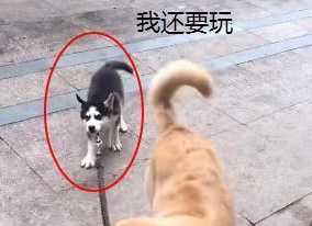 哈士奇还没玩够不回家，被无情的金毛拽回来，二哈的表情笑坏主人 
