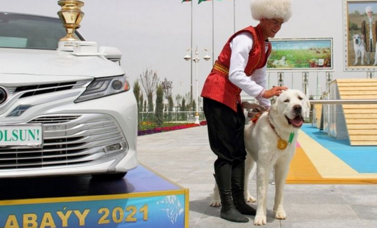 土库曼斯坦的国宝:阿拉拜犬 土库曼斯坦的国宝:阿拉拜犬