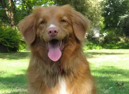 诱鸭犬,你一定不知道这是个什么鬼! 诱鸭犬,你一定不知道这是个什么鬼!