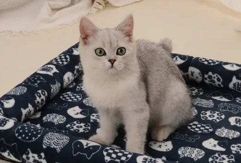 神经猫沐浴露好不好?值得尝试! 神经猫沐浴露好不好?值得尝试!