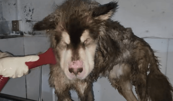 主人拿不出500块钱，身处宠物店的阿拉斯加犬活得还不如一条流浪狗