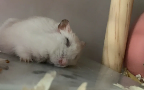 真正的龙猫图片长什么样子 真正的龙猫图片长什么样子
