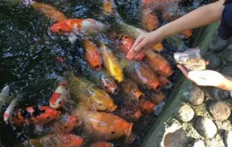 鱼食怎么喂一次喂多少 鱼食怎么喂一次喂多少