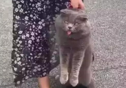 蓝猫离家出走三天三夜,主人找到时,还在和别的猫“卿卿我我” 蓝猫离家出走三天三夜,主人找到时,还在和别的猫“卿卿我我”