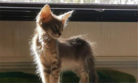 东方长毛猫和巴厘猫哪个好养