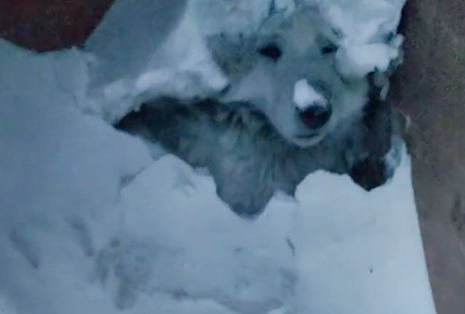 下雪天忘记让狗进屋了，出门看发现它全身都被雪覆盖，好笑又心疼
