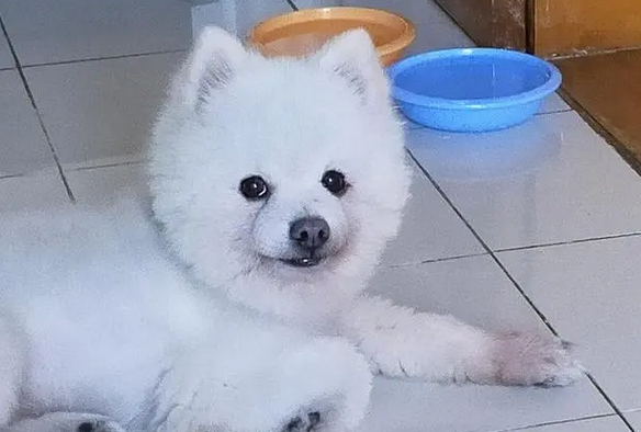 千万别养银狐犬