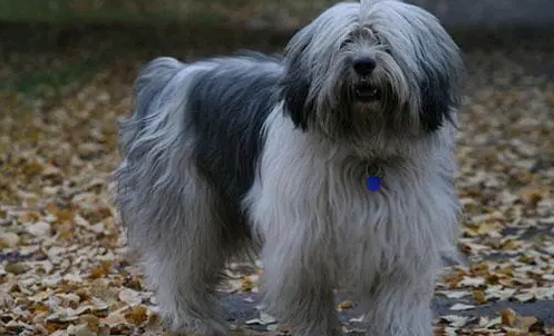波兰低地牧羊犬的养护常识 注意养护美容 波兰低地牧羊犬的养护常识 注意养护美容