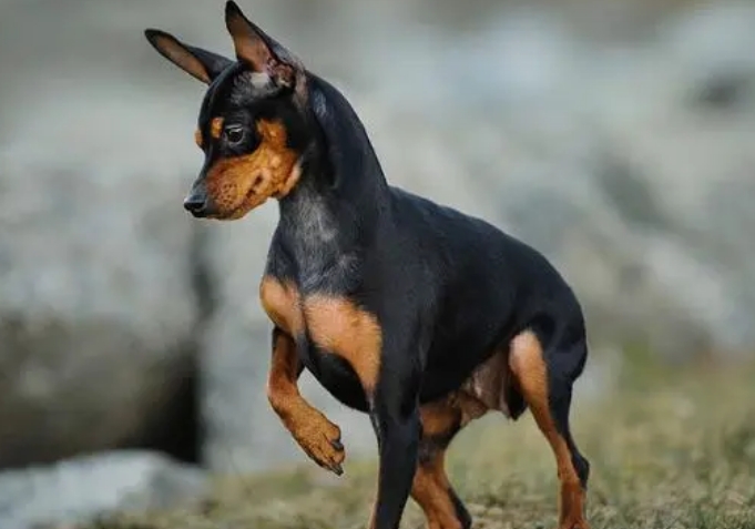 迷你宾莎犬凶不凶图片