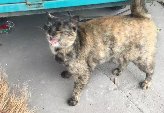 世界滞销的玳瑁猫,很多人都觉得丑,然而她有你不知道的温柔! 世界滞销的玳瑁猫,很多人都觉得丑,然而她有你不知道的温柔!