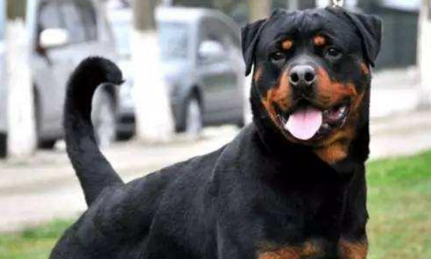 男子炫耀饲养禁养犬,警方通报 男子炫耀饲养禁养犬,警方通报