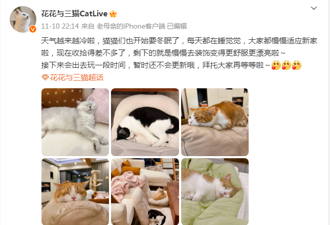 花花与三猫catlive的微博