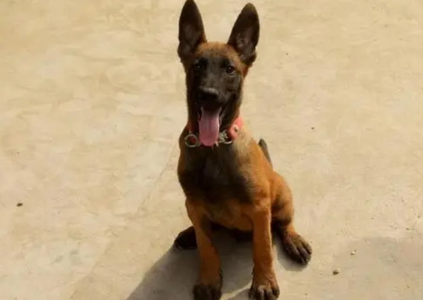 马犬适合笼子还是拴着