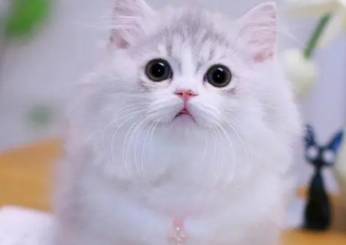 矮脚猫后背脊柱凸起