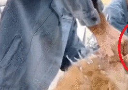 金毛被带去做锡纸烫,坐在镜子前的它表情逐渐呆滞:这是啥造型? 金毛被带去做锡纸烫,坐在镜子前的它表情逐渐呆滞:这是啥造型?