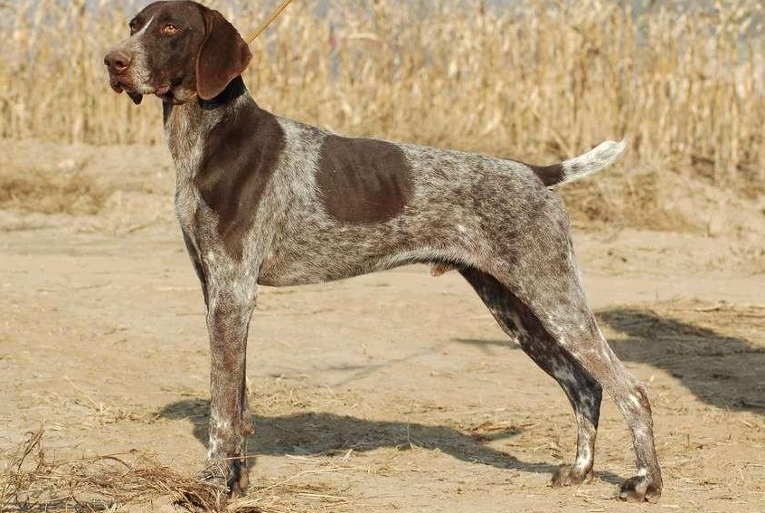 如何照顾你的『德国刚毛指示犬』→健康和饮食指南